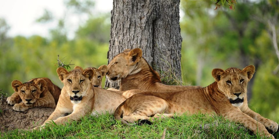 Mikumi & Ruaha 5-day safari package